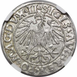 Sigismund II Augustus, Half-penny 1550, Vilnius - LI/LITVA