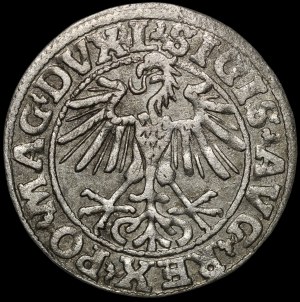 Sigismund II Augustus, Half-penny 1550, Vilnius - L/LITVA - very rare
