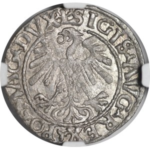 Zygmunt II August, Półgrosz 1559, Wilno - L/LITVA