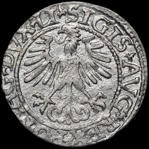 Zygmunt II August, Półgrosz 1561, Wilno - 14 Orzeł, LI/LITVA - błąd MAGN - b. rzadki