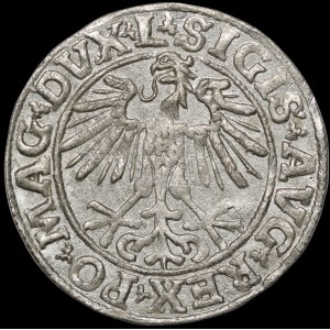 Zygmunt II August, Półgrosz 1551, Wilno - L/LITVA - b. rzadki