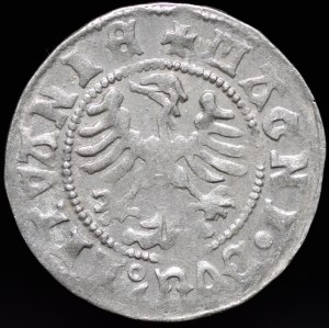 Alexander Jagiellon, Half-penny of Vilnius - Renaissance - 7th issue