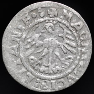 Zygmunt I Stary, Półgrosz 1519, Wilno - 5 piór - błąd LITANIE, przebitka, trzykropek - rzadki