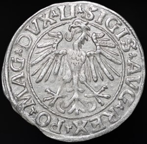 Sigismund II Augustus, Half-penny 1548, Vilnius - Roman I, LI/LITVA - beautiful
