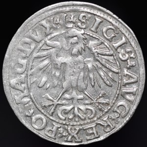 Zygmunt II August, Półgrosz 1549, Wilno - 10 Pogoń, L/LITVA - rzadki