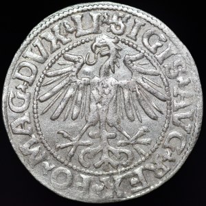 Sigismund II Augustus, Half-penny 1549, Vilnius - 10 Pogon, LI/LITVA