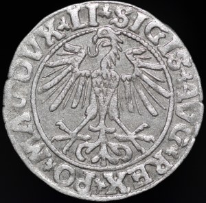 Sigismund II Augustus, Half-penny 1550, Vilnius - LI/LITVA