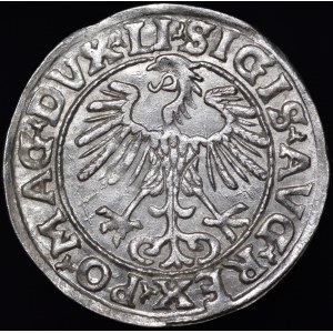 Zygmunt II August, Półgrosz 1553, Wilno - LI/LITVA - rzadki i piękny