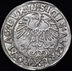Sigismund II Augustus, Half-penny 1553, Vilnius - LI/LITVA - rare and beautiful