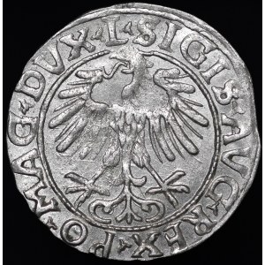 Zygmunt II August, Półgrosz 1556, Wilno - L/LITVA