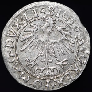 Sigismund II Augustus, Half-penny 1556, Vilnius - LI/LITVA - MANI error - rare