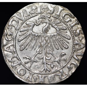 Zygmunt II August, Półgrosz 1557, Wilno - L/LITV