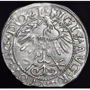 Zygmunt II August, Półgrosz 1557, Wilno - L/LITVA - bez znaku - piękny