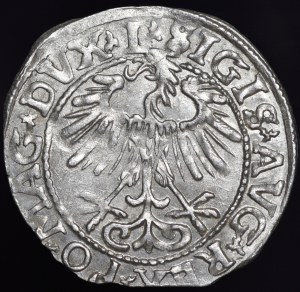 Sigismund II Augustus, Half-penny 1557, Vilnius - L/LITVA - no mark - beautiful
