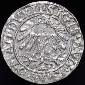 Sigismund II Augustus, Half-penny 1557, Vilnius - LI/LITV