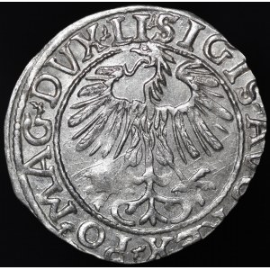 Zygmunt II August, Półgrosz 1557, Wilno - LI/LITVA - piękny