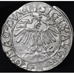 Zygmunt II August, Półgrosz 1557, Wilno - LI/LITVA