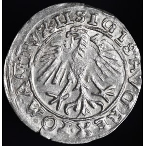 Zygmunt II August, Półgrosz 1557, Wilno - trójlistki - Behm - nieopisany