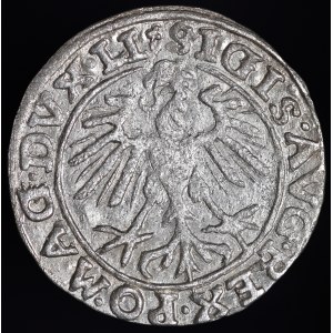 Zygmunt II August, Półgrosz 1557, Wilno - trójlistki - Behm