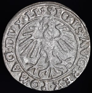 Sigismund II Augustus, Half-penny 1557, Vilnius - tri-leaves - Behm