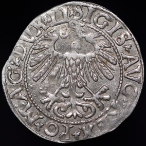 Sigismund II Augustus, Half-penny 1558, Vilnius - LI/LITVA