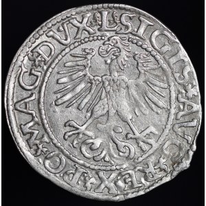 Zygmunt II August, Półgrosz 1561, Wilno - 14 Orzeł, L/LITVA