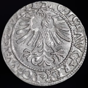 Sigismund II Augustus, Half-grosz 1562, Vilnius - 18 Pogon, LI/LITVA