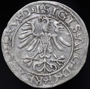 Sigismund II Augustus, Half-penny 1565, Vilnius - 22 Pogon, Axe, L/LITV - DVCT - rare