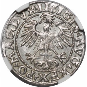 Zygmunt II August, Półgrosz 1554, Wilno - LI/LITVA - piękny i rzadki