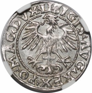 Sigismund II Augustus, Half-penny 1554, Vilnius - LI/LITVA - beautiful and rare