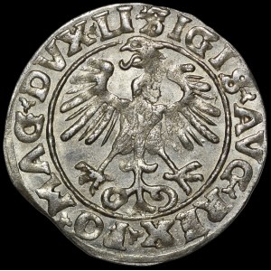 Zygmunt II August, Półgrosz 1555, Wilno - LI/LITVA - piękny