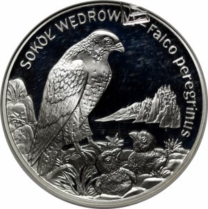 20 Gold Peregrine 2008.