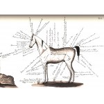 Rzewuski Seweryn Wacław- O východných koňoch a koňoch pochádzajúcich z orientálnych plemien