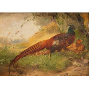 Max Hänger Senior (1874 Munich - 1941 Fürstenfeldbruck), Pheasant Pair.