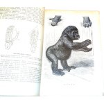 PLATZ-MAN. JEHO PŮVOD, RASY A DNY vyd. 1892
