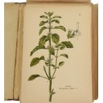 Atlas liečivých rastlín 74 farebných kresieb na 46 doskách [Teka / 1925].