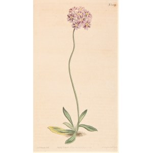 Primula intermedia - rytina - ručne kolorovaná medená platňa [Primula intermedia, autor neznámy, Curtis's Botanical Magazine, zv. XXX, 1809].