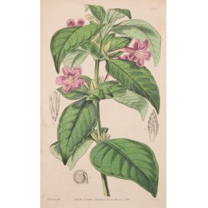 Ruellia lilacina Hook - rycina - miedzioryt ręcznie kolorowany [Ruellia lilacina Hook, W. H. Fitch, Curtis's Botanical Magazine, vol. LXXI, 1845]