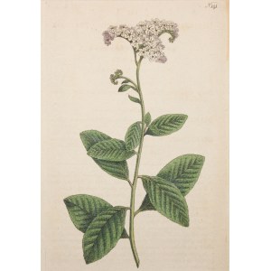 Heliotrop peruwiański - rycina - miedzioryt ręcznie kolorowany [Heliotropium arborescens, Sydenham Edwards, Botanical Magazine (Curtis), vol. IV, 1791]