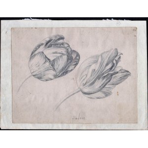 NATURALIST ARTIST, 18th / 19th CENTURY, Study of two tulips
