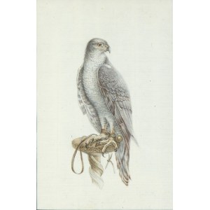 NATURALIST ARTIST, 19th CENTURY, Drawing with hawk