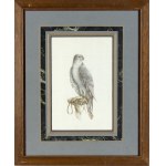 NATURALIST ARTIST, 19th CENTURY, Drawing with hawk