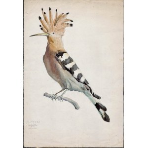 ANGE JACQUES SUPPARO (1870 - 1948), Eurasian hoopoe