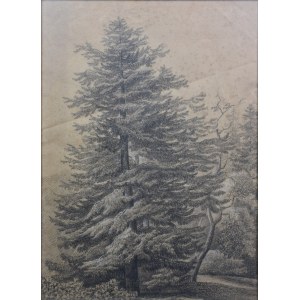 Autor nieokreślony, XIX / XX w., Drzewa