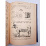 Dr. Steuert L. - Handbook of Veterinary Medicine - The domestic animal in health and disease - Poznań 1923.