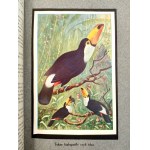 Prof. Wyrobek - BIRDS - Life of Animals - Berlin / Vienna ca. 1912