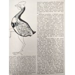 Przegląd Hodowlany - ilustrovaný mesačník - venovaný teórii a praxi chovu domácich zvierat - Varšava august - september 1936