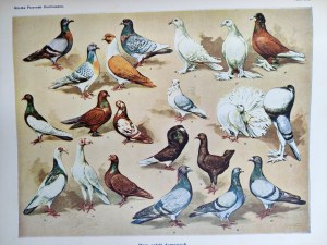 Collective work - Great Nature Illustrated - Complete T. I - IV, Warsaw 1934