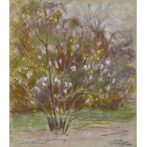 Władysław SERAFIN (1905-1988), Kwitnąca magnolia