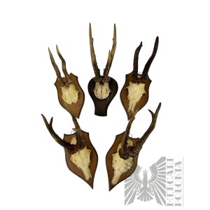 Poľovnícke trofeje - parohy jeleňa mylexusa